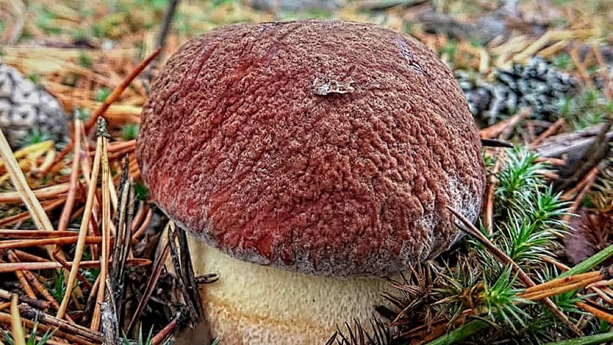 Гриб Боровик Сосновый