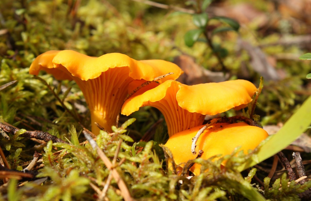 Царский гриб семейства лисичковых