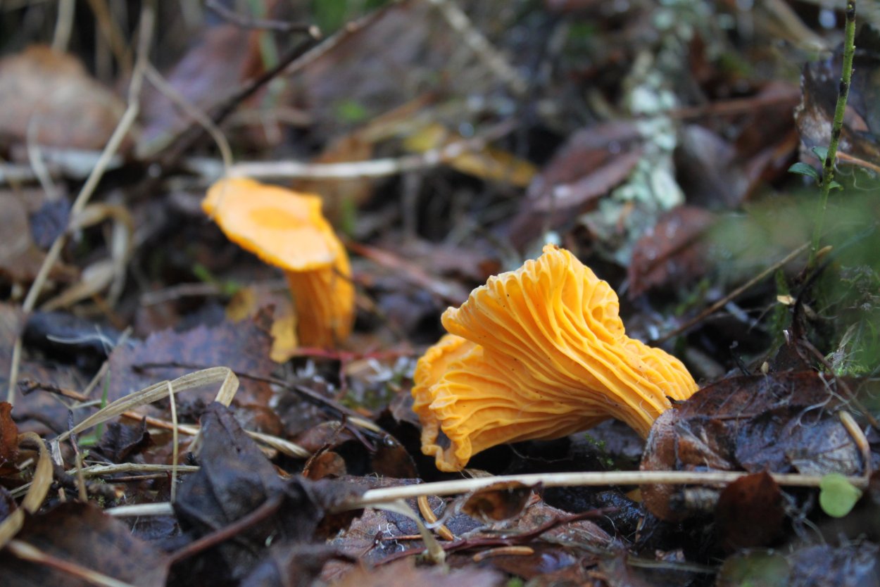 Караганка лиса