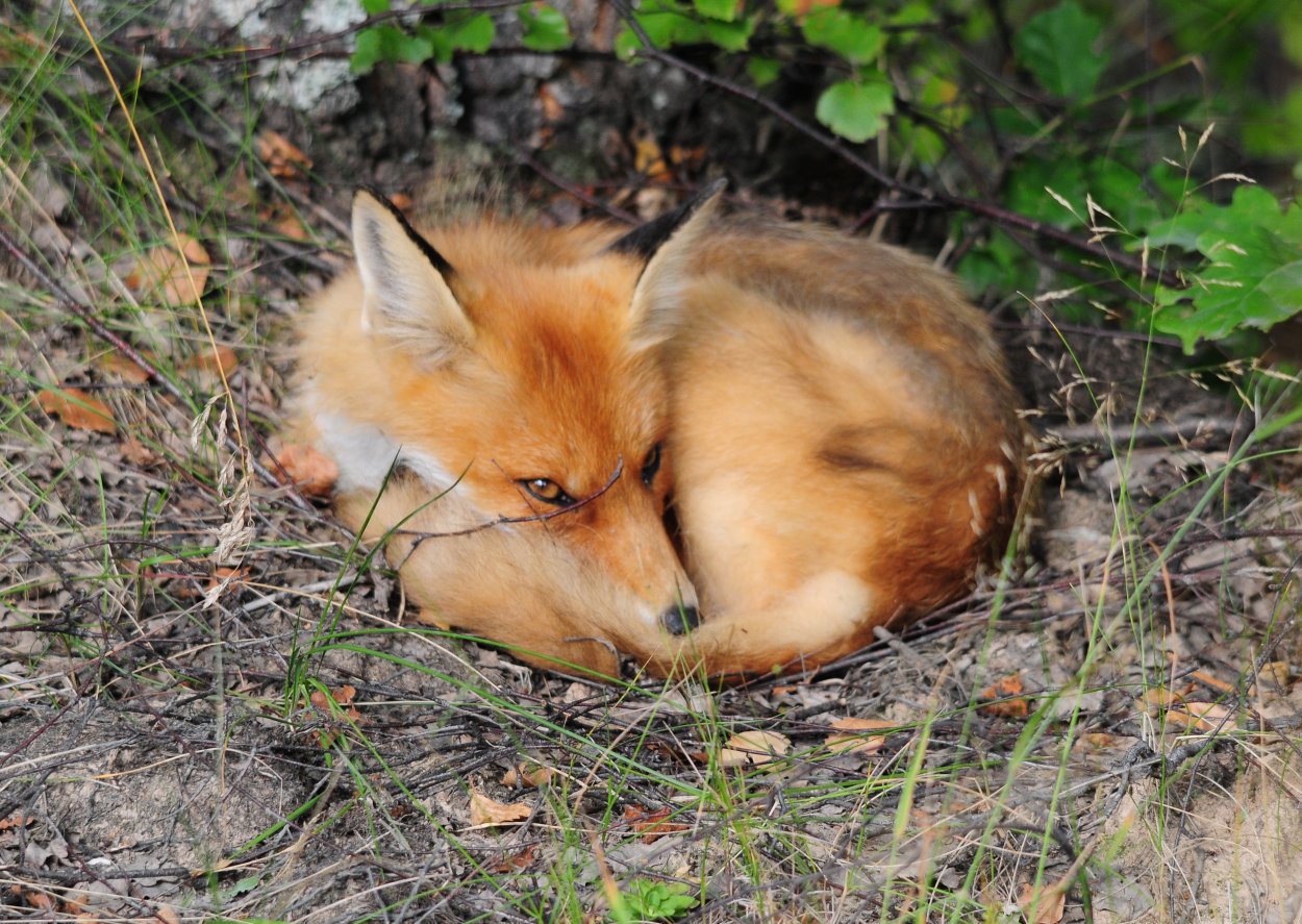 Важная лиса