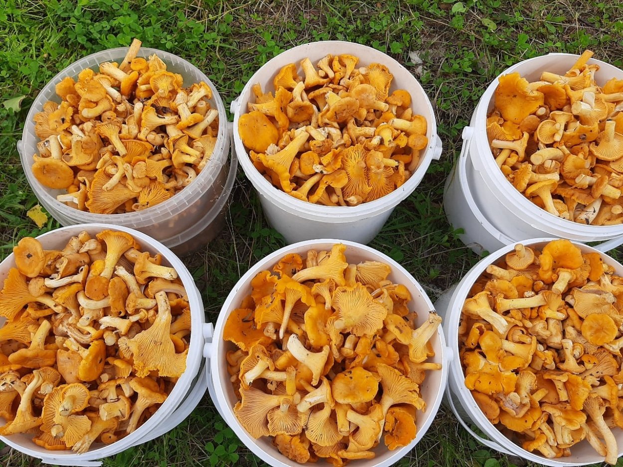 Много лисичек грибов