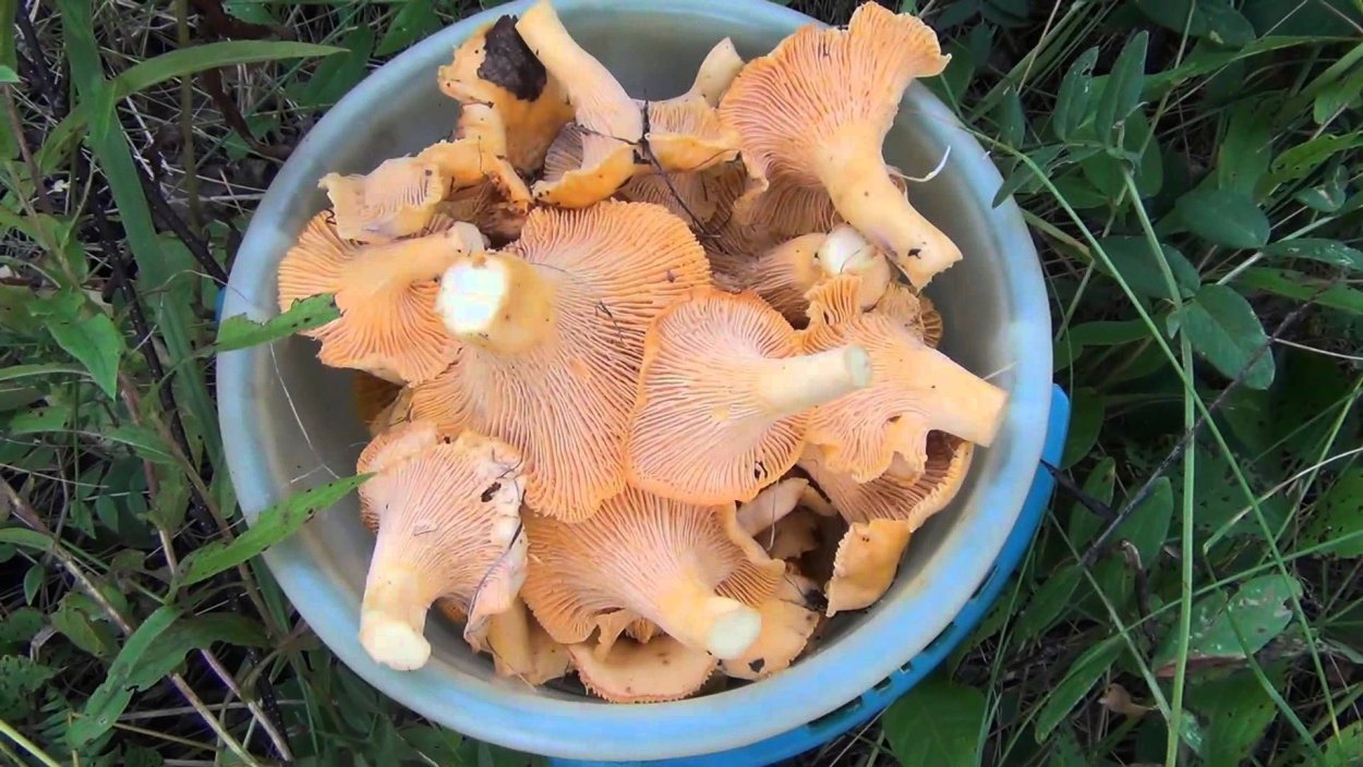 Грибы лисички и курочки