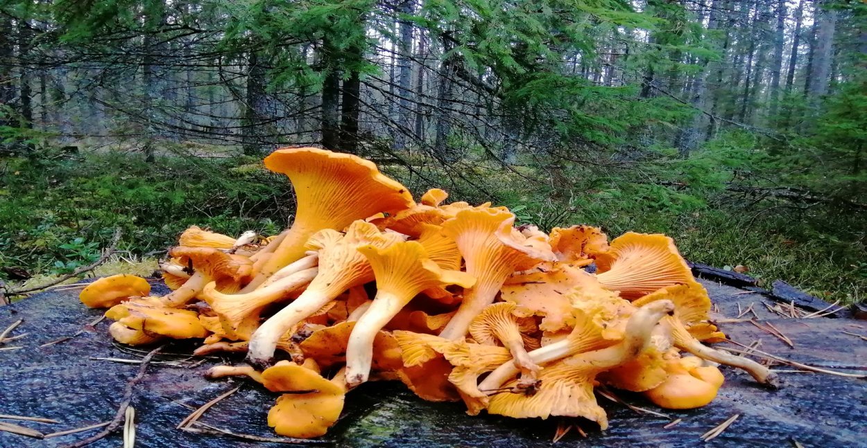 Лисички собранные