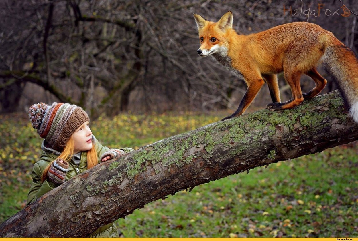 Лиса на ветке