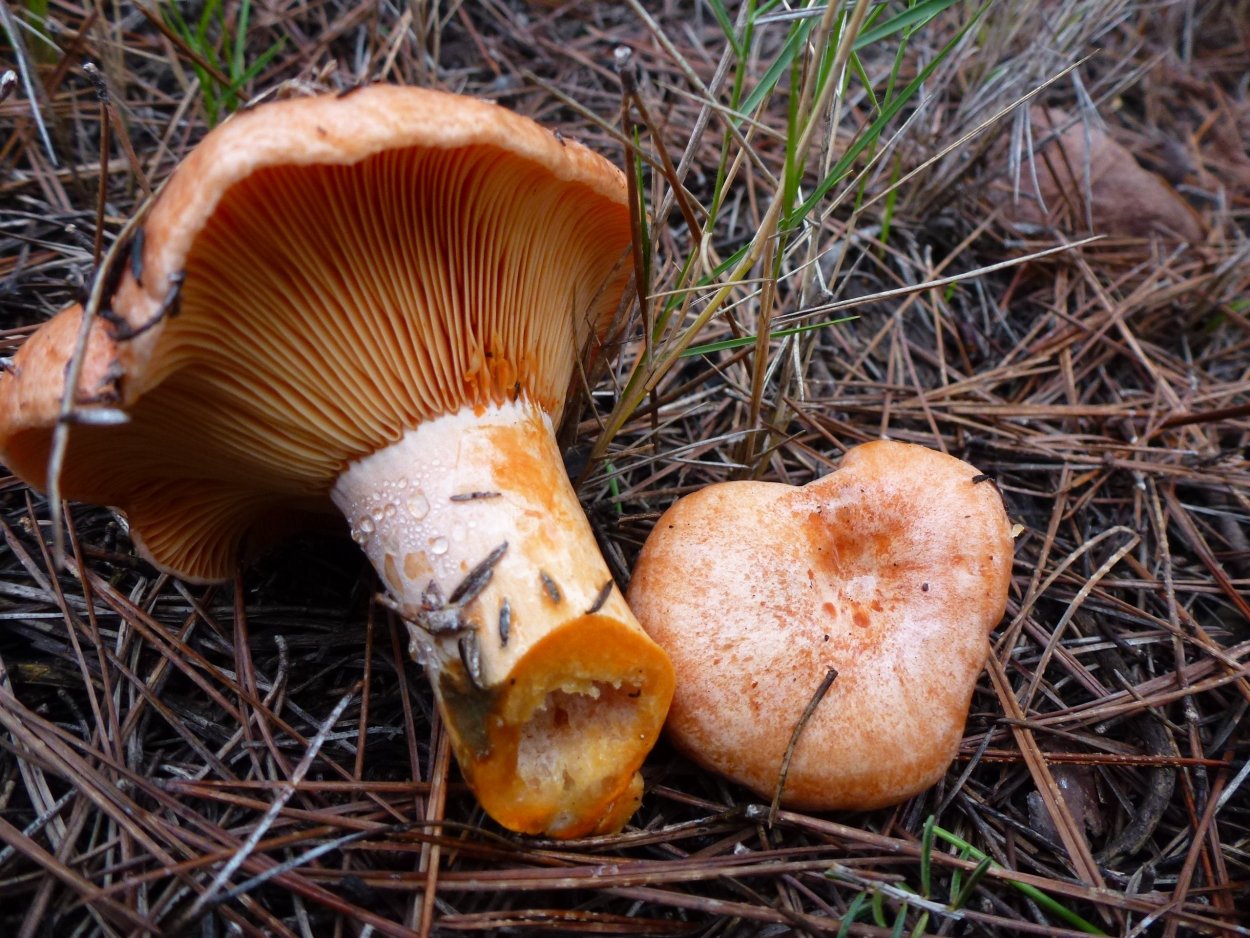 Млечник Рыжик гриб