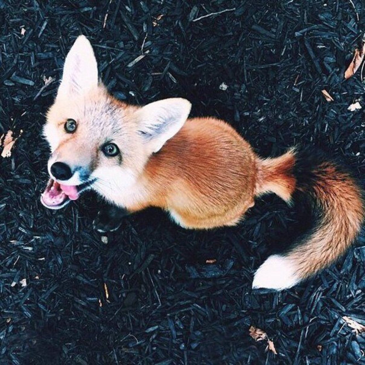 Кладбище для лисички