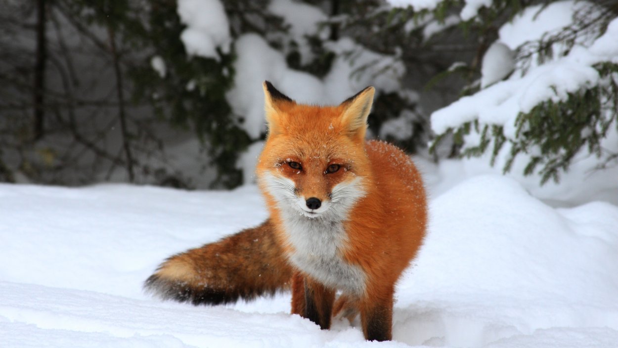 Пушистая Лисичка