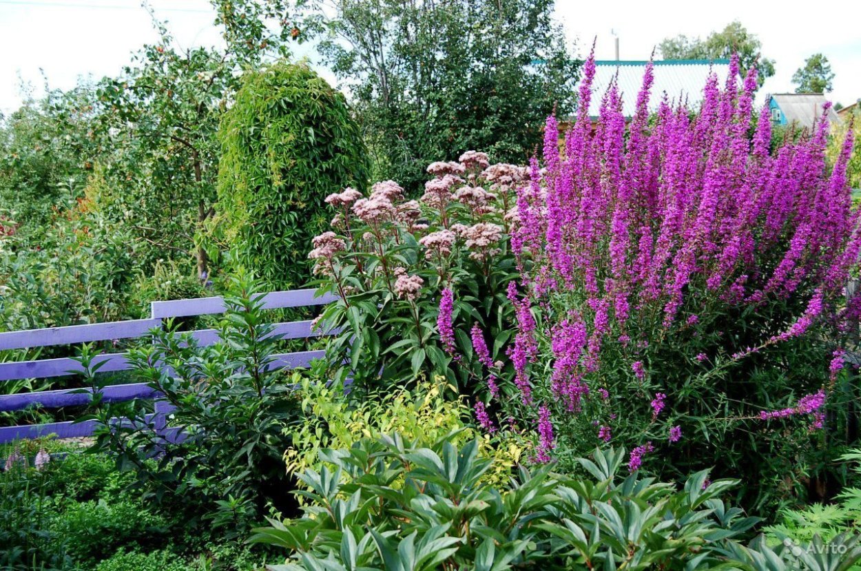 Вербейник Лизимахия