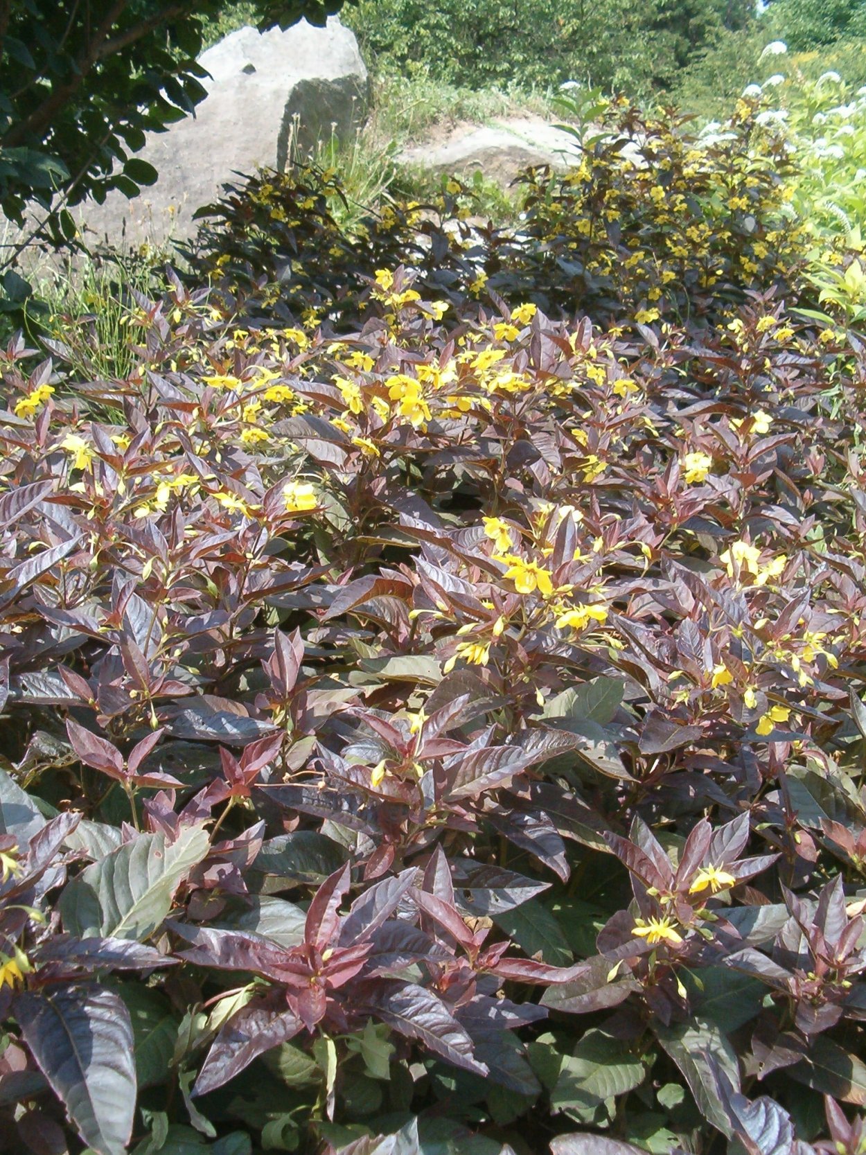 Шалфей Дубравный (Salvia nemorosa)