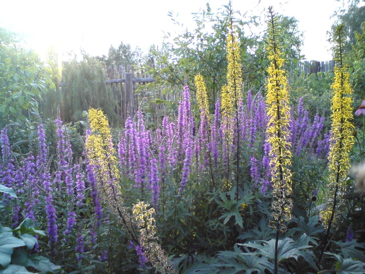 Вербейник и астильба