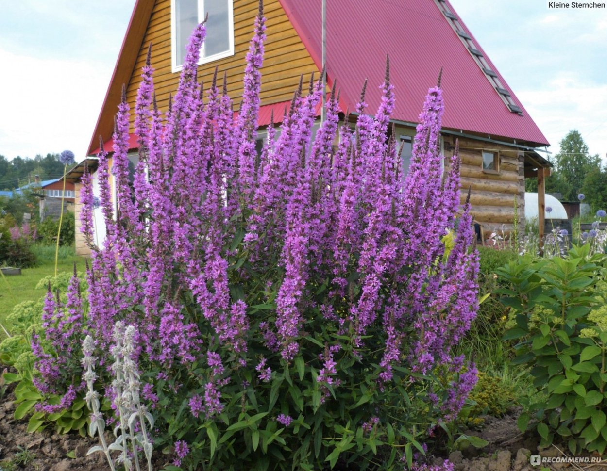 Вербейник реснитчатый Файркрекер