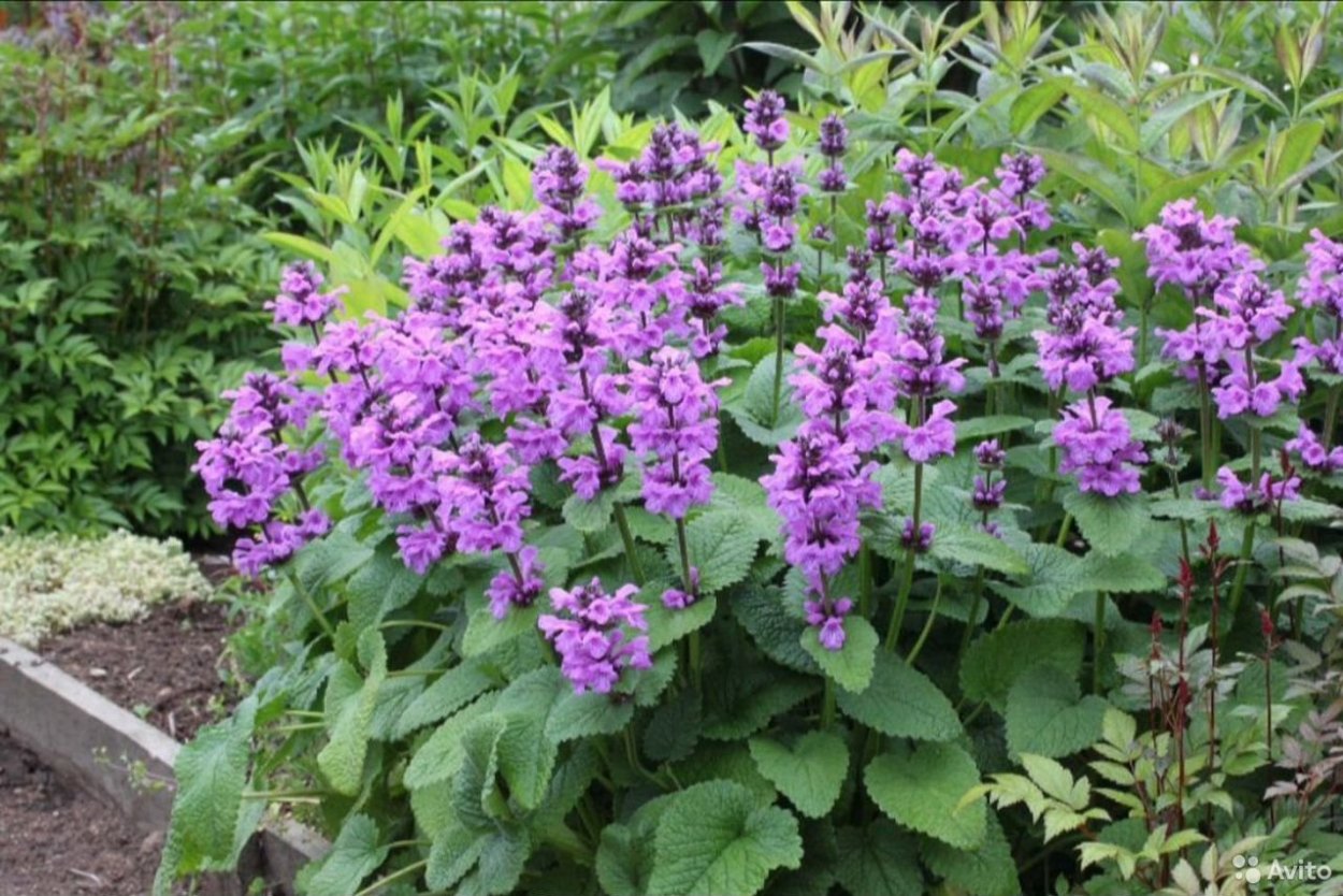 Посконник пит Удольф