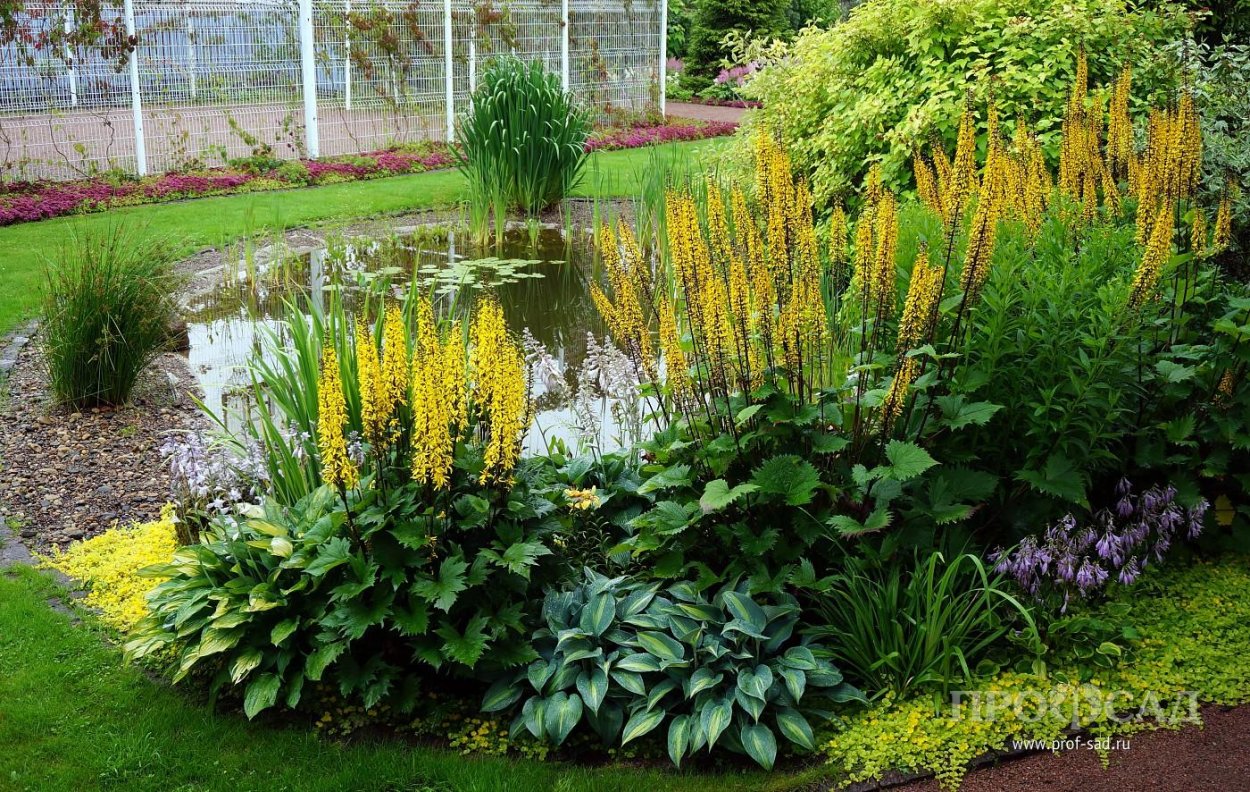 Вербейник Златовласка