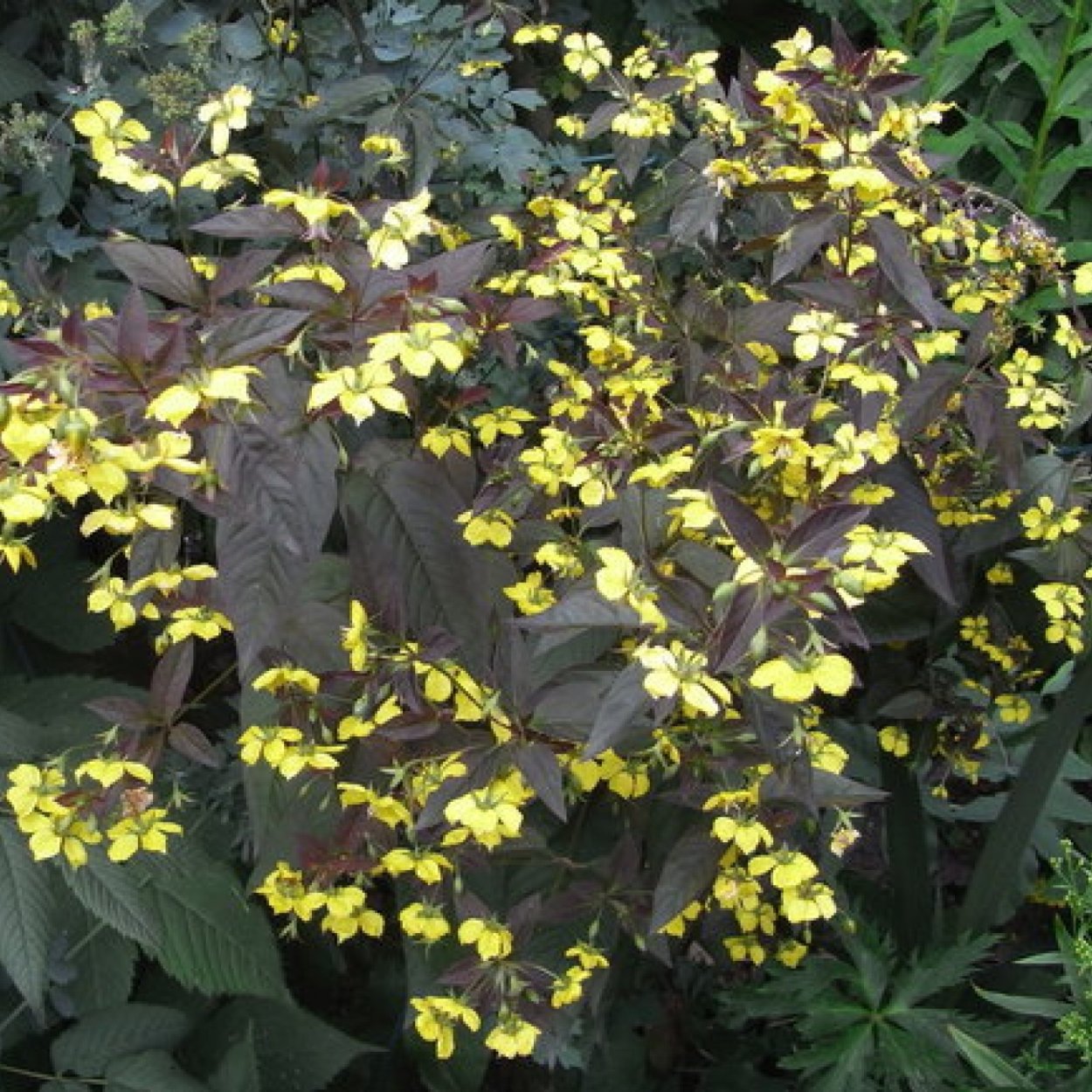 Вербейник Златовласка