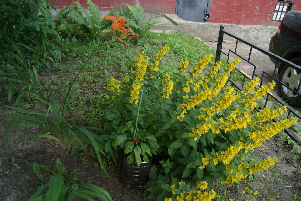 Дербенник иволистный Робин