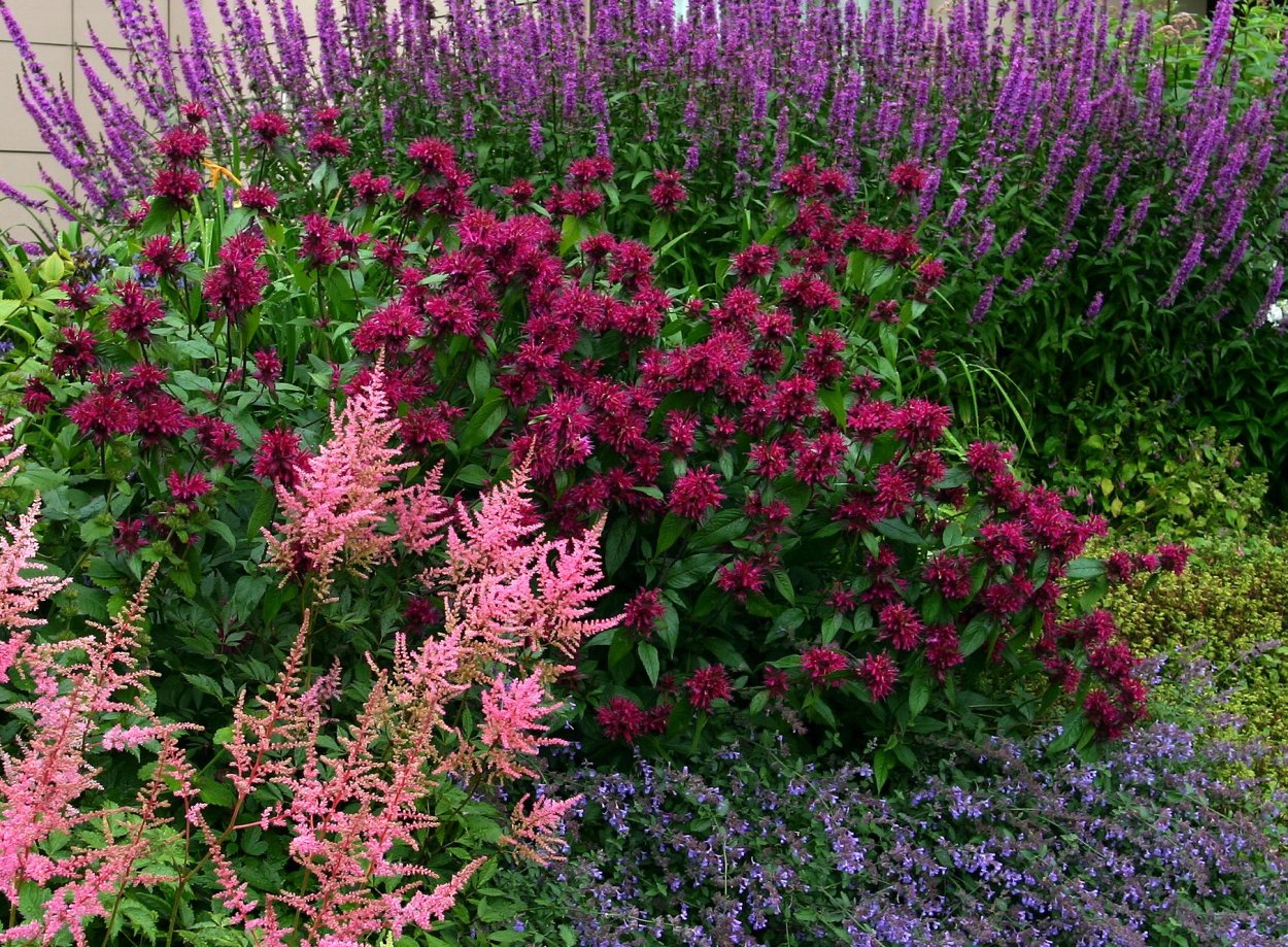 Дербенник иволистный