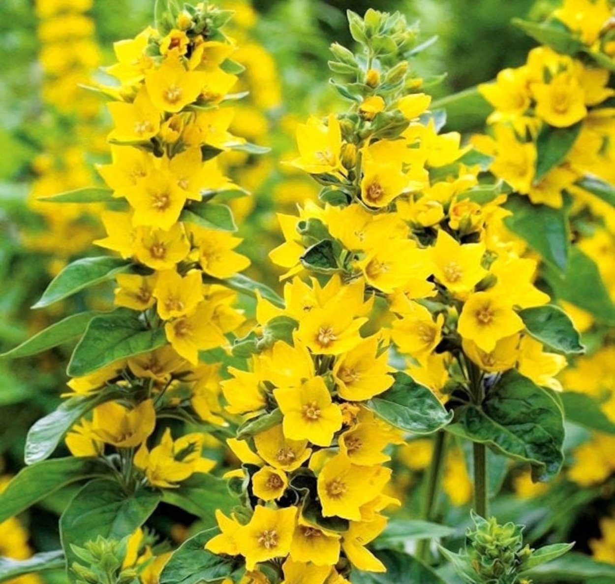 Вербейник точечный (Lysimachia punctata)