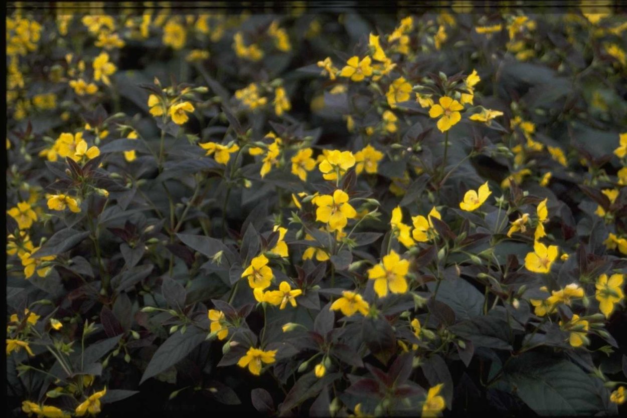 Вербейник точечный (Lysimachia punctata)