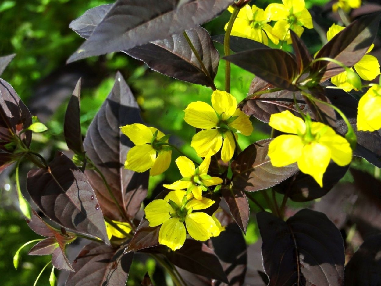 Дербенник пит Удольф