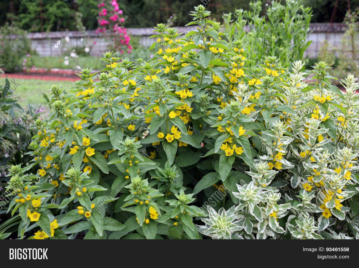 Вероника колосковая Блю букет
