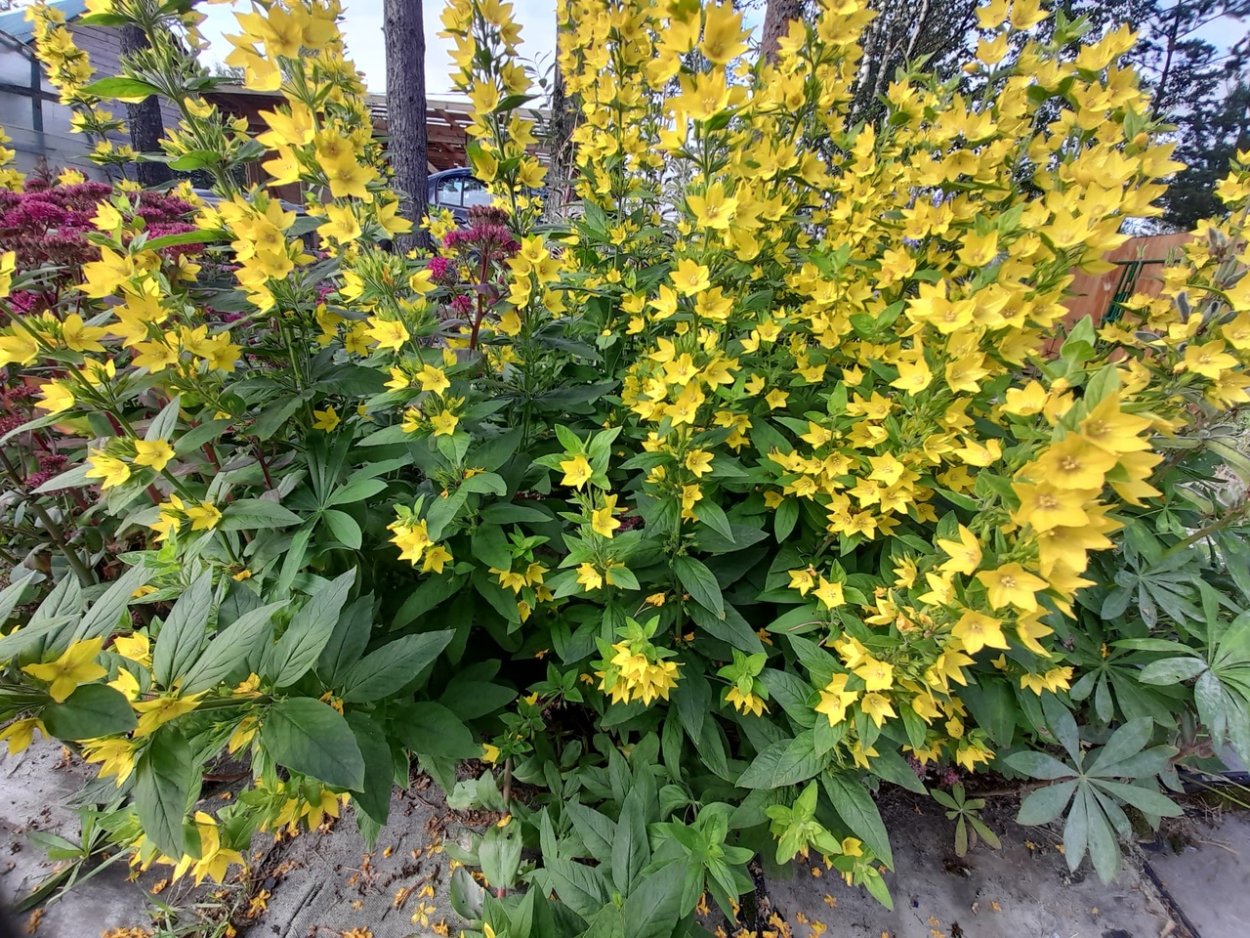 Люпин узколистный рисунок