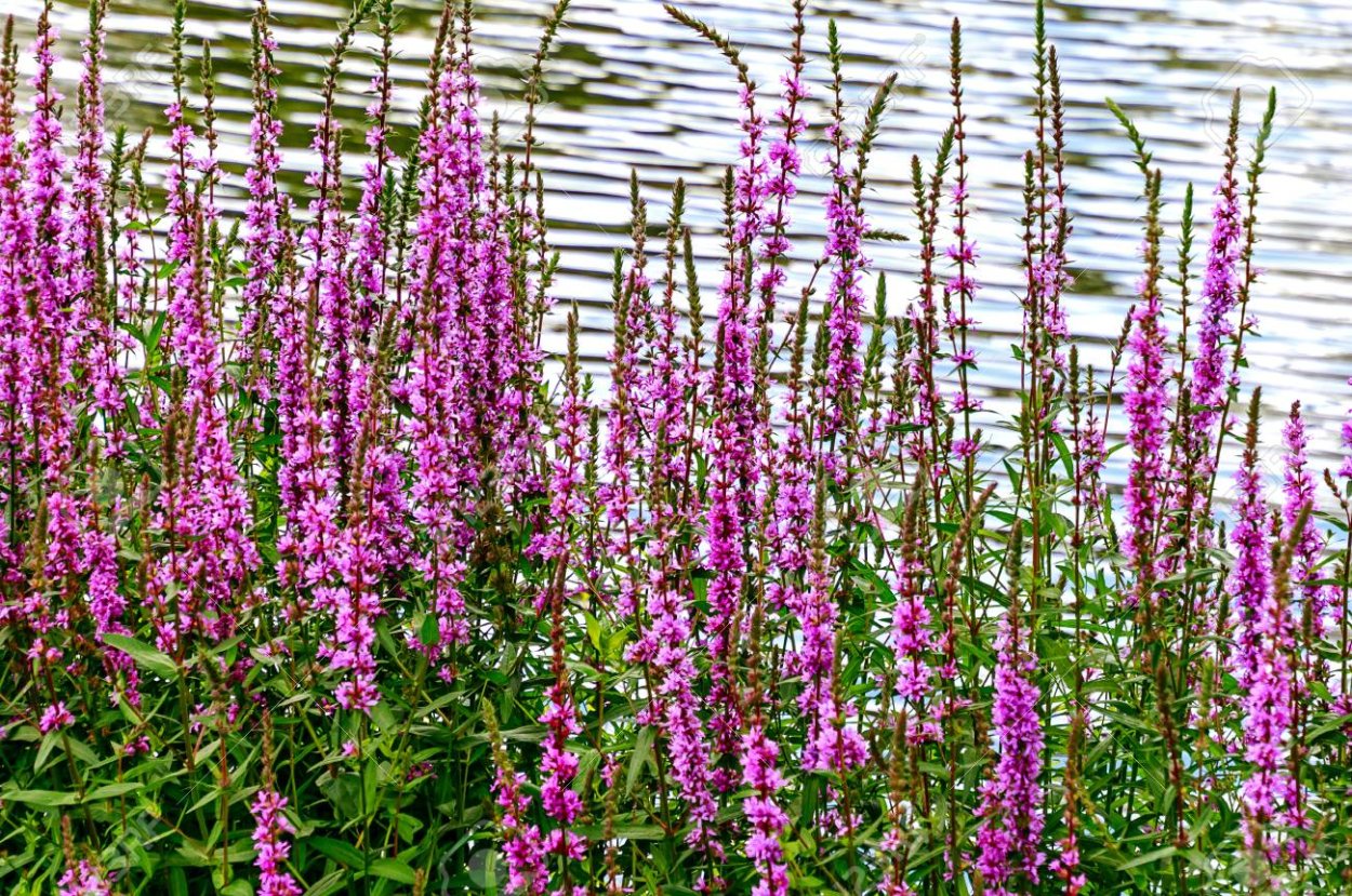 Куртина вербейника