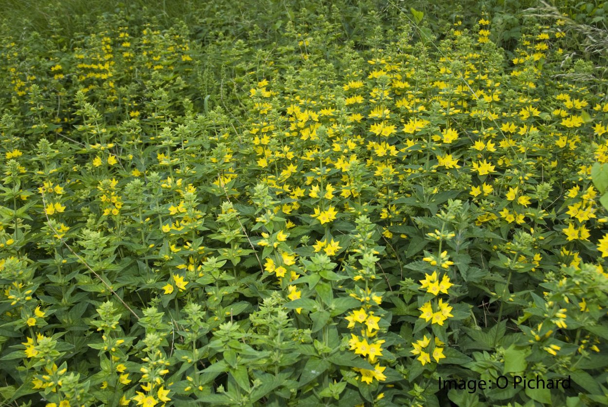 Дербенник иволистный