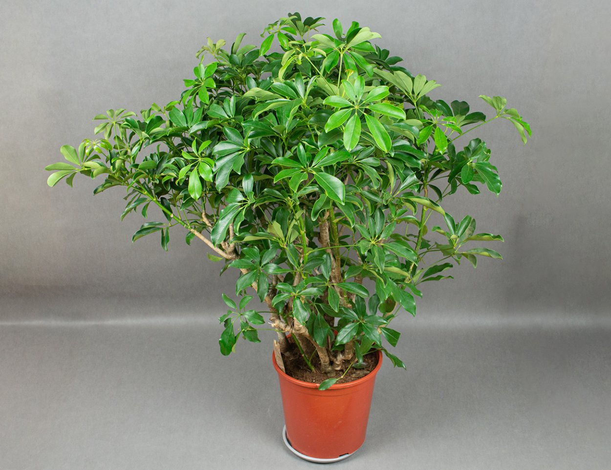 Цветок Шеффлера в интерьере