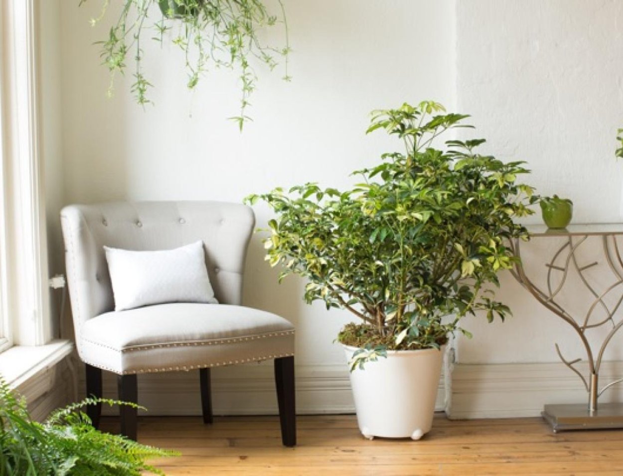 Шеффлера houseplants