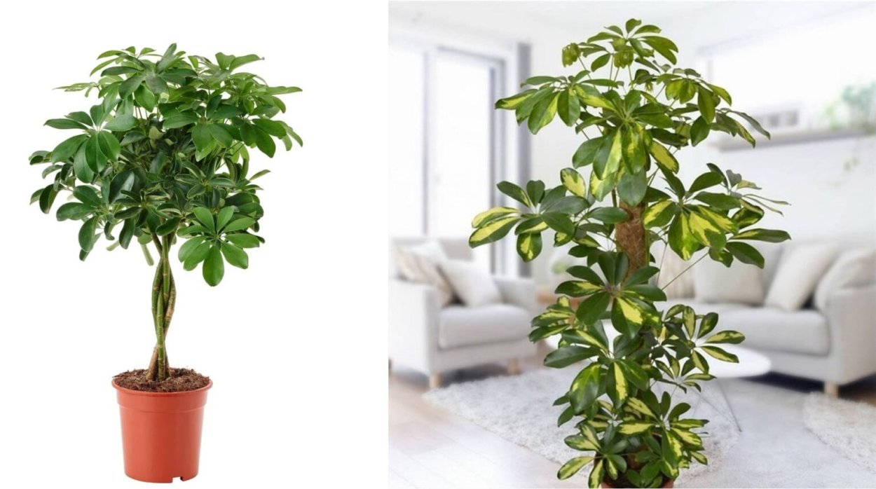 Шеффлера на улице