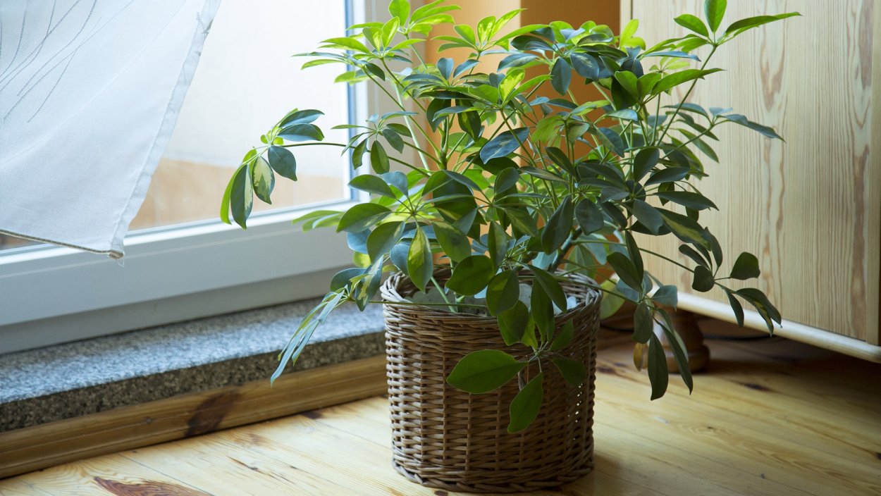 Шеффлера лучелистная