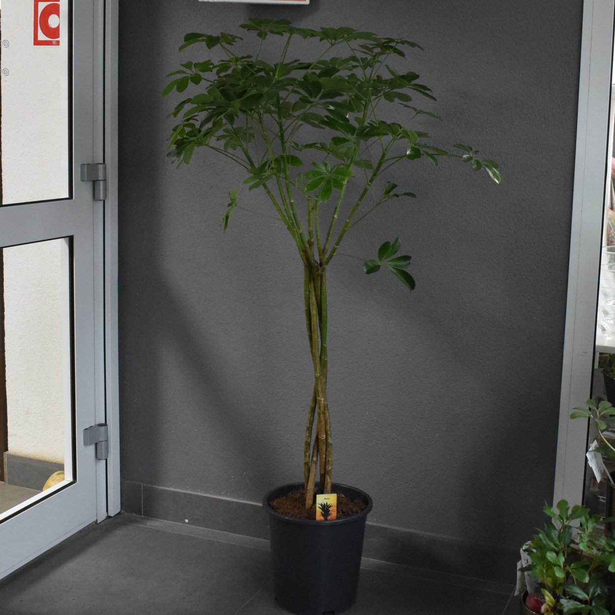 Шеффлера древовидная Голд капелла