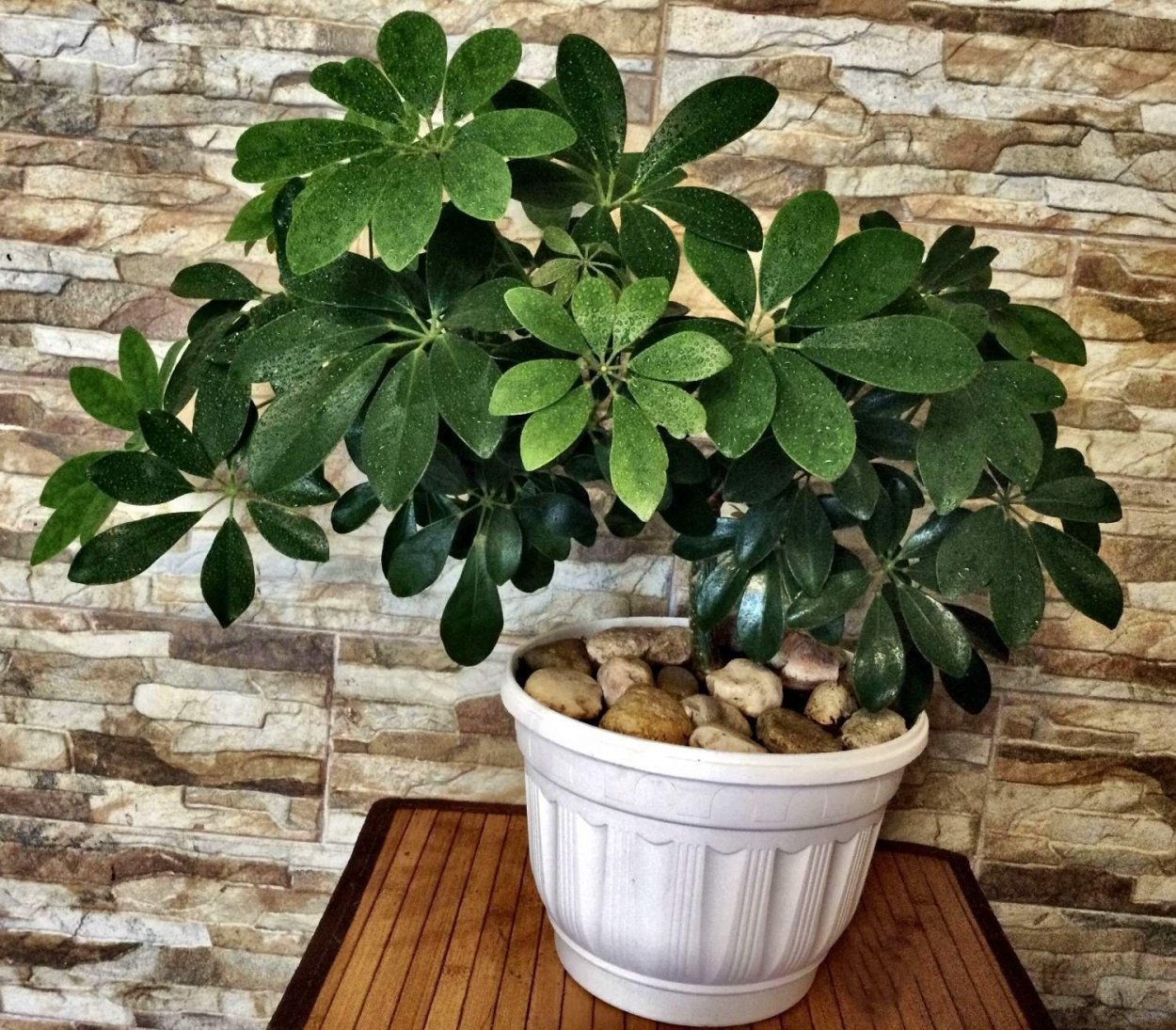 Шеффлера в интерьере