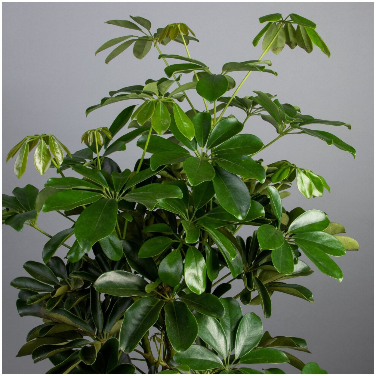 Декоративнолистные растения для дома