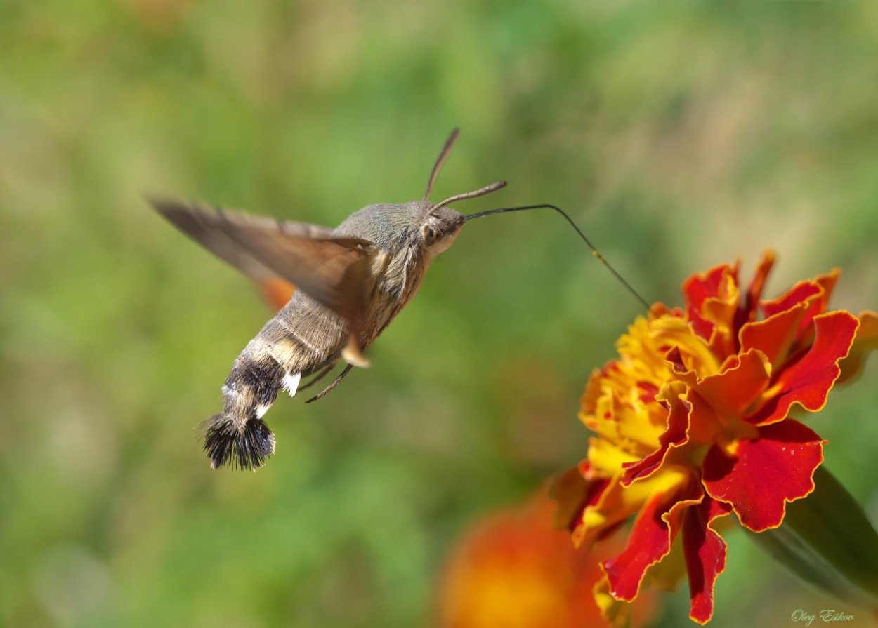 Бражник языкан обыкновенный
