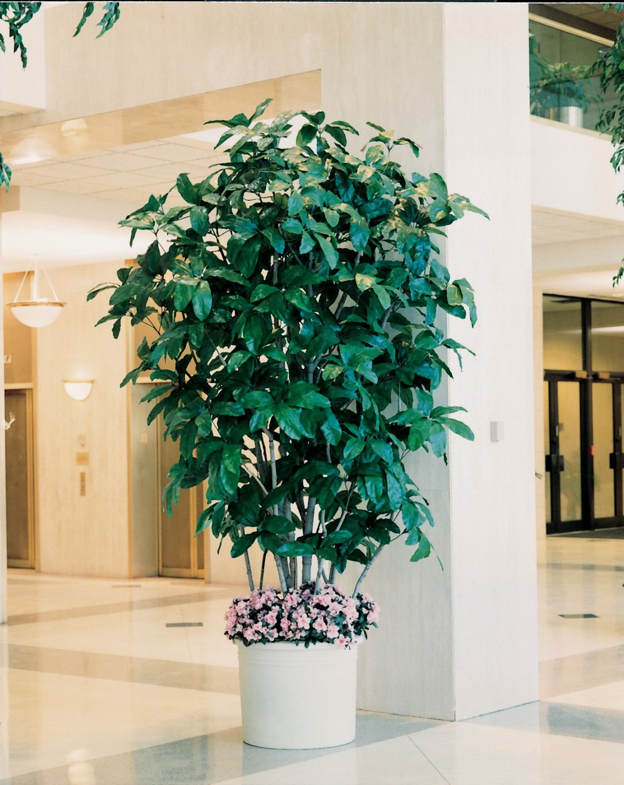 Шеффлера в интерьере