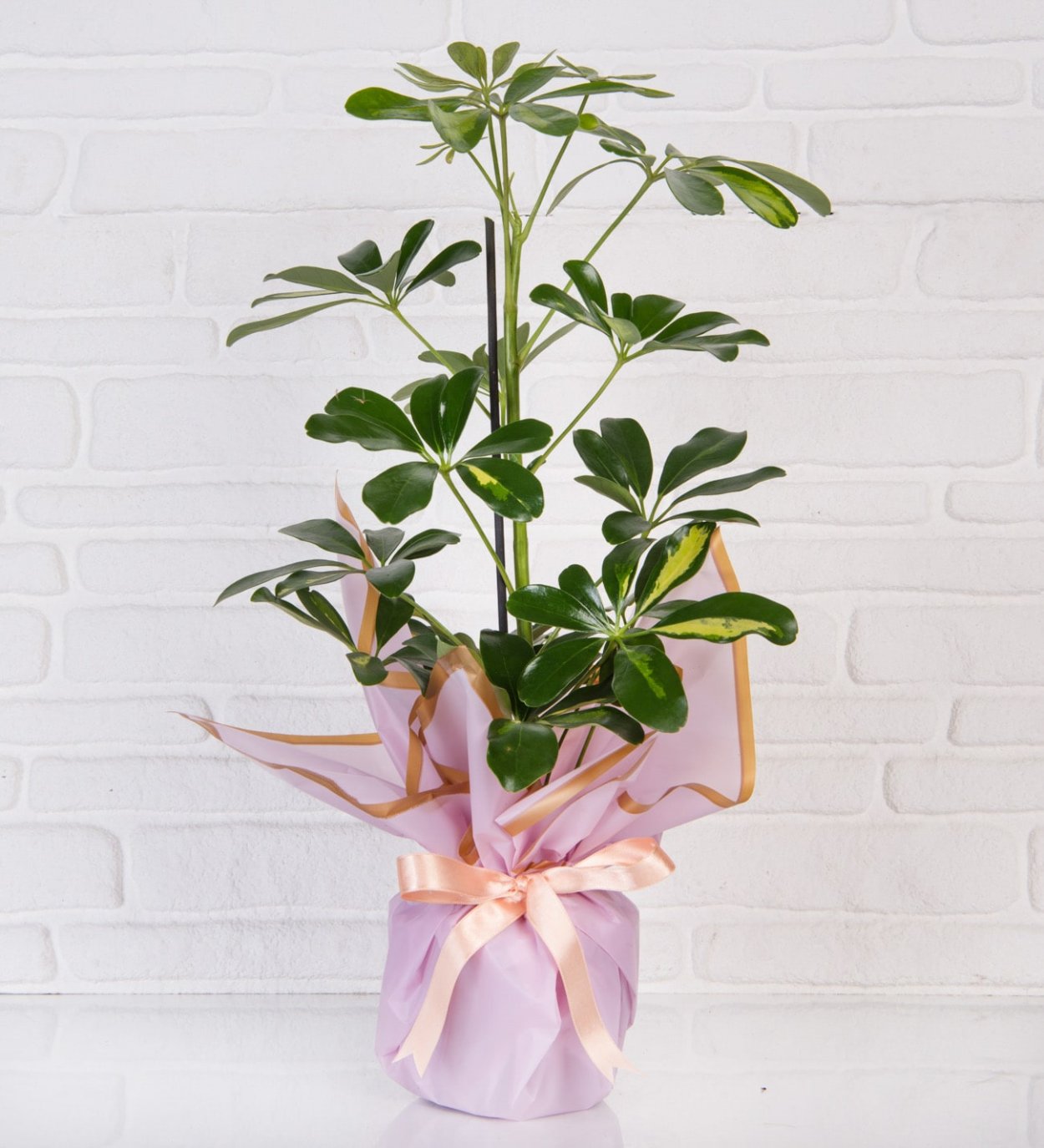 Шеффлера древовидная