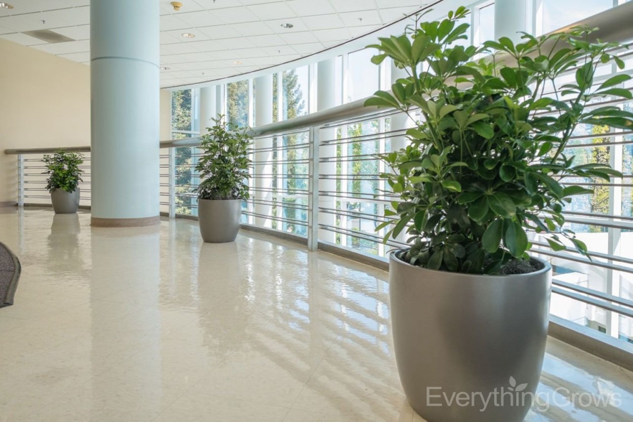 Шеффлера компакта