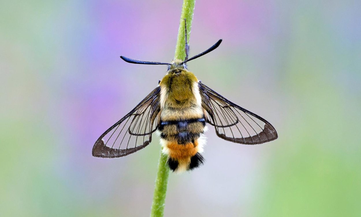 Бабочка Бражник Колибри средней полосы