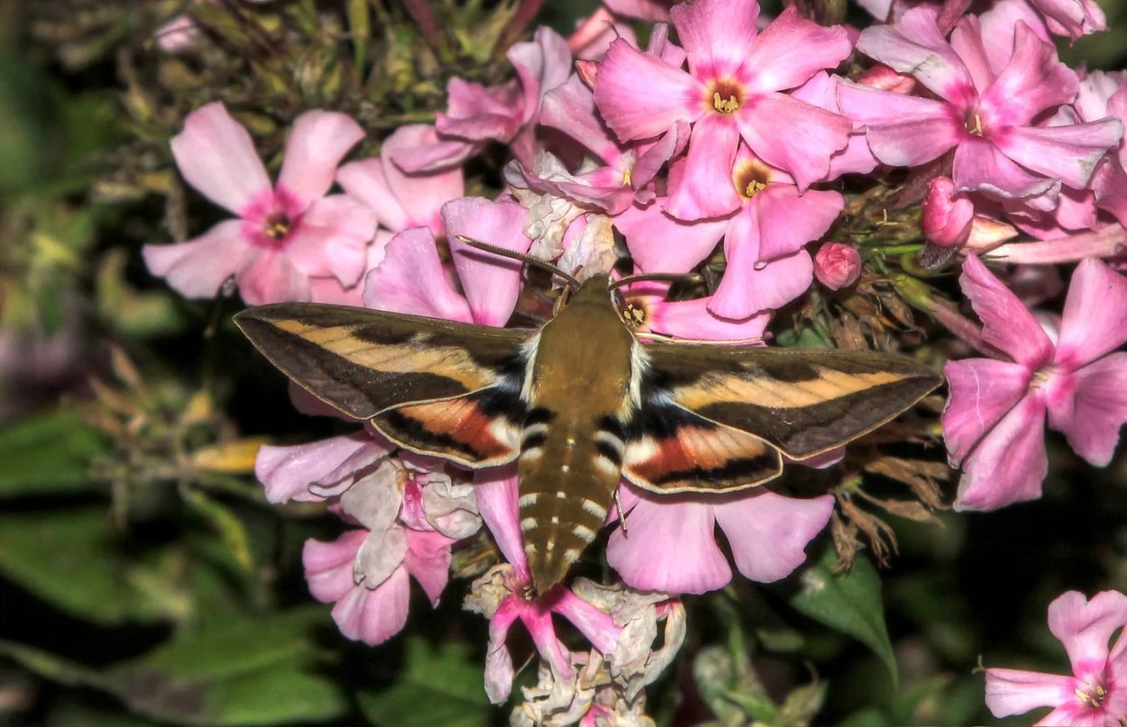 Бабочка Бражник шмелевидка