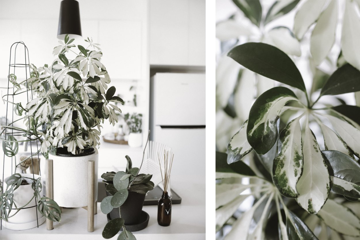 Шеффлера древовидная