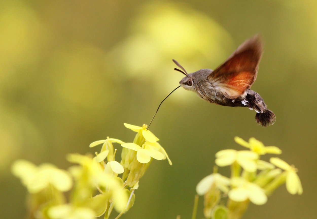 Бражник Крымский Колибри