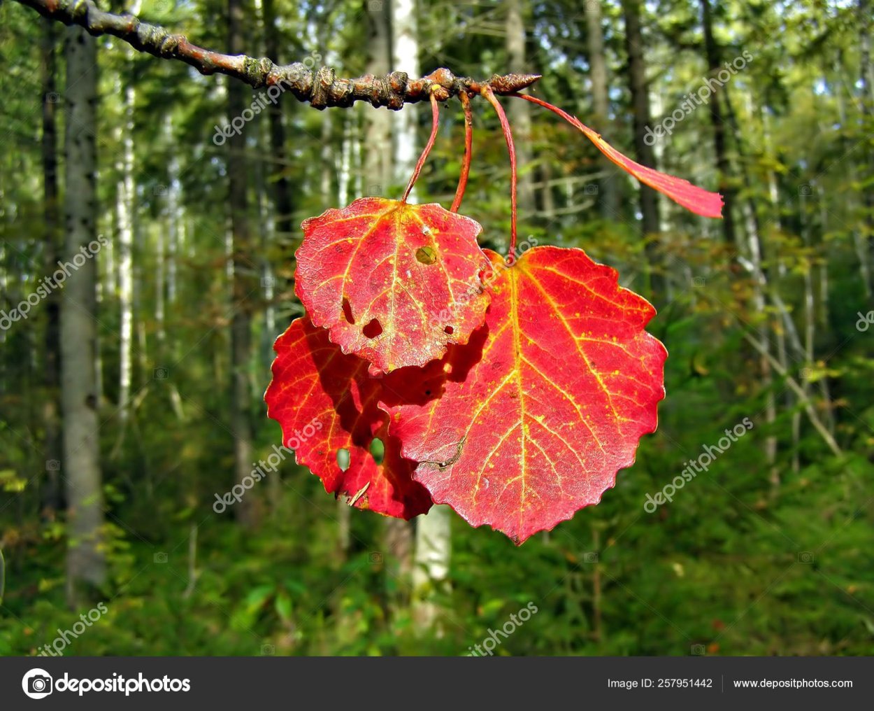 Осина дерево красные листья