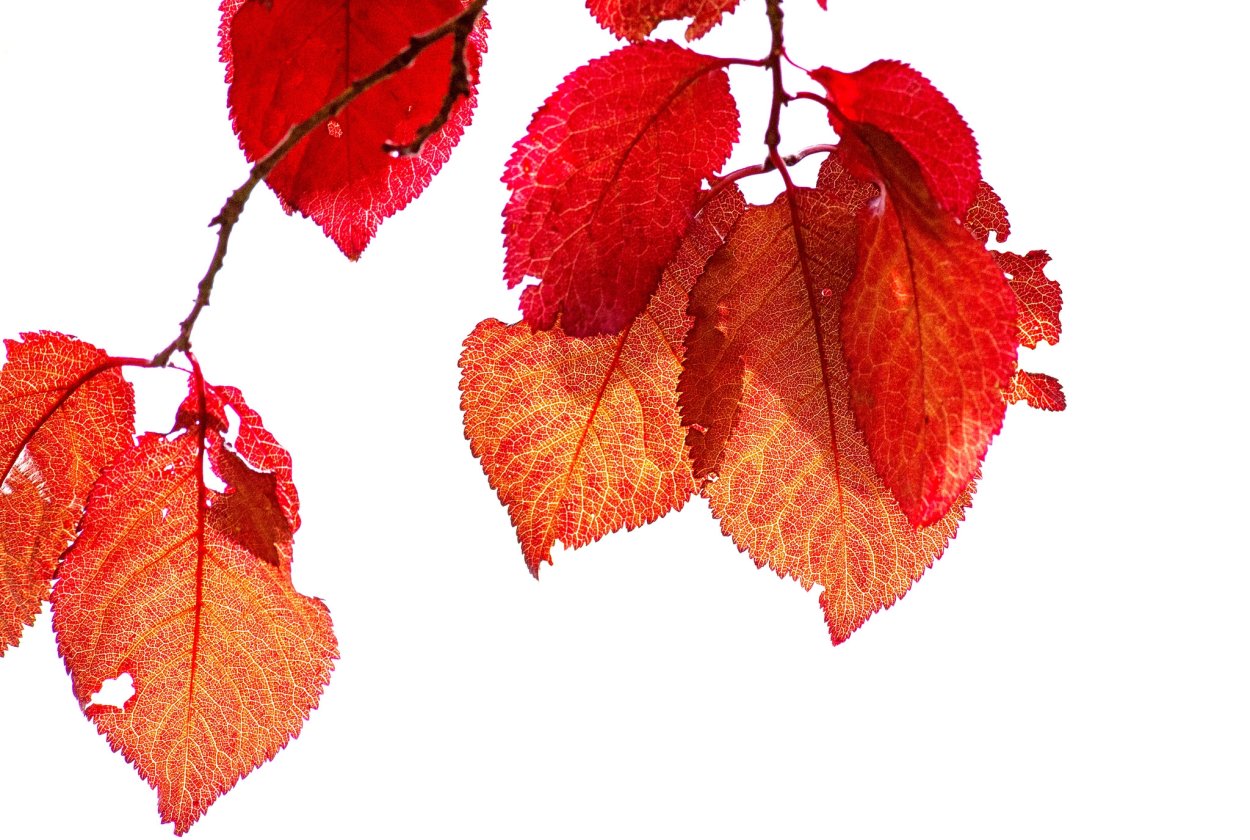 Красные осенние листья на прозрачном фоне