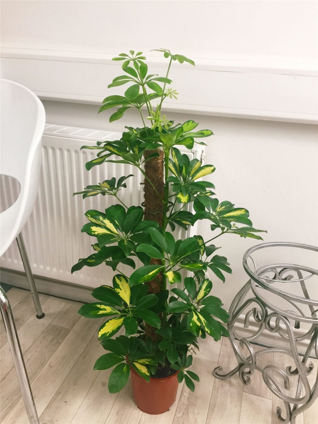 Шеффлера в большом горшке