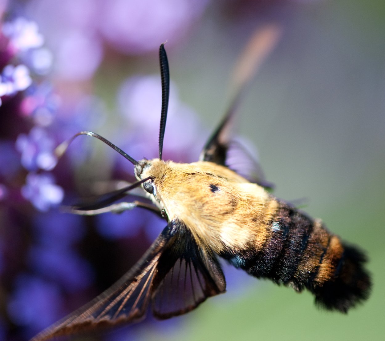 Бражник языкан Macroglossum