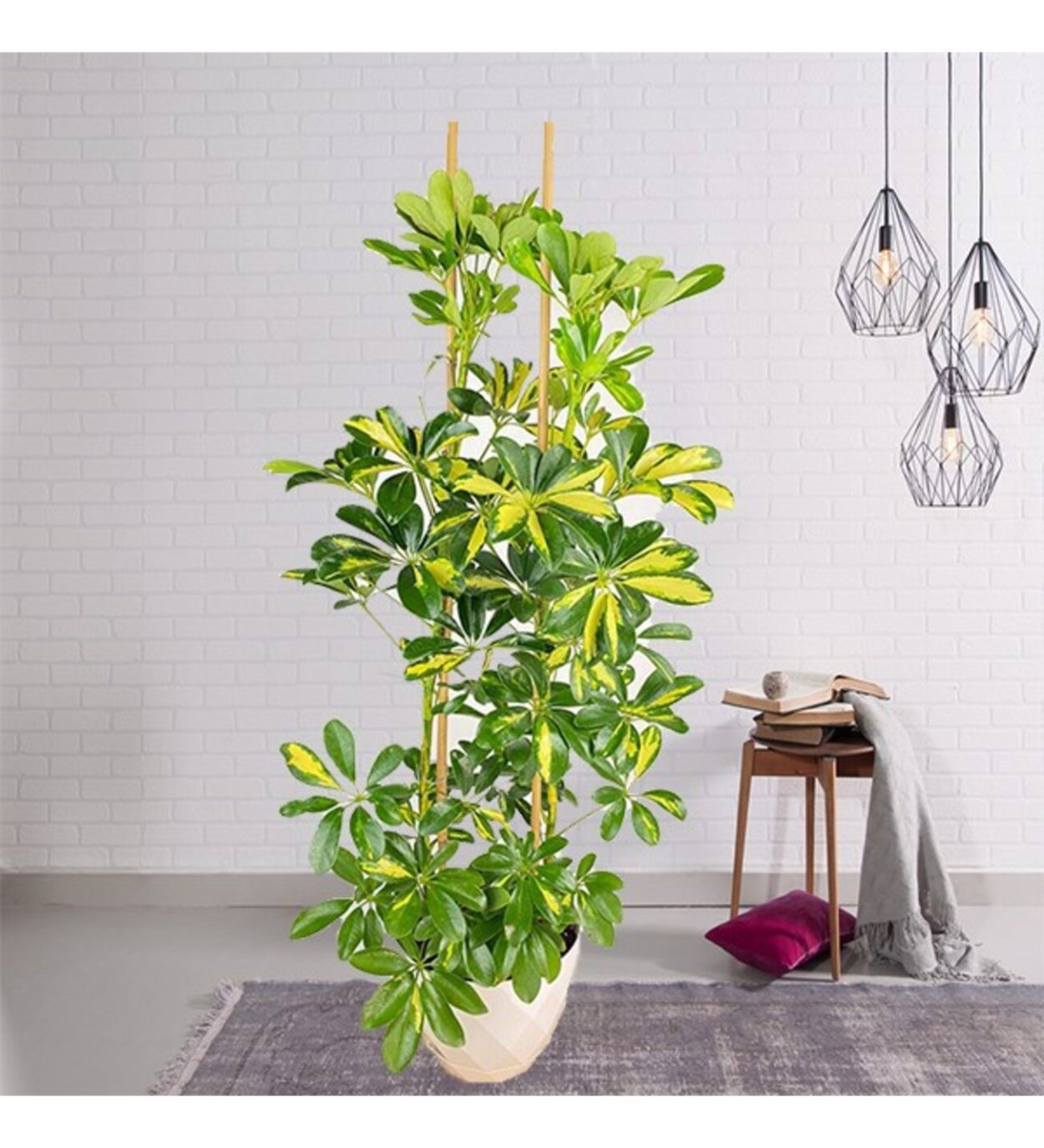 Шефлера и фикус Бенджамина