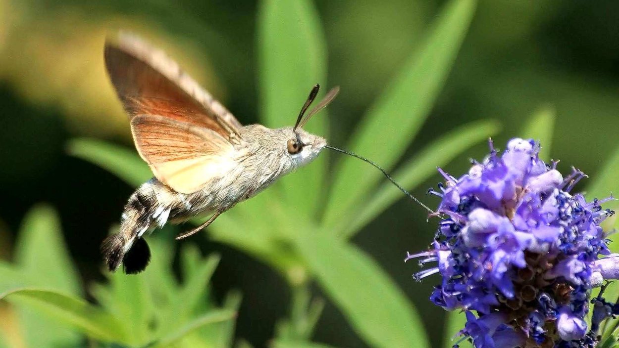 Бабочка Бражник слон