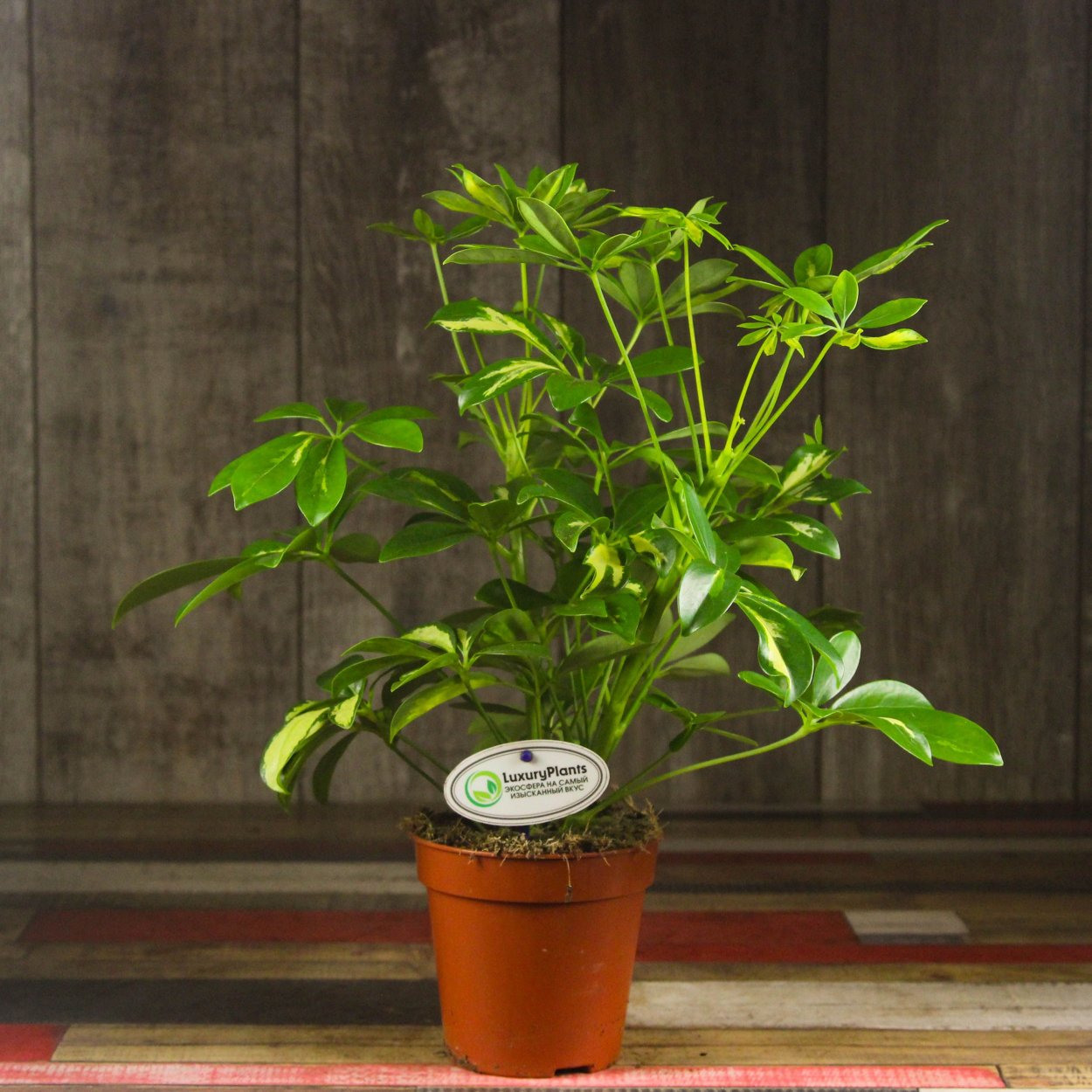 Шефлера Голден Амате