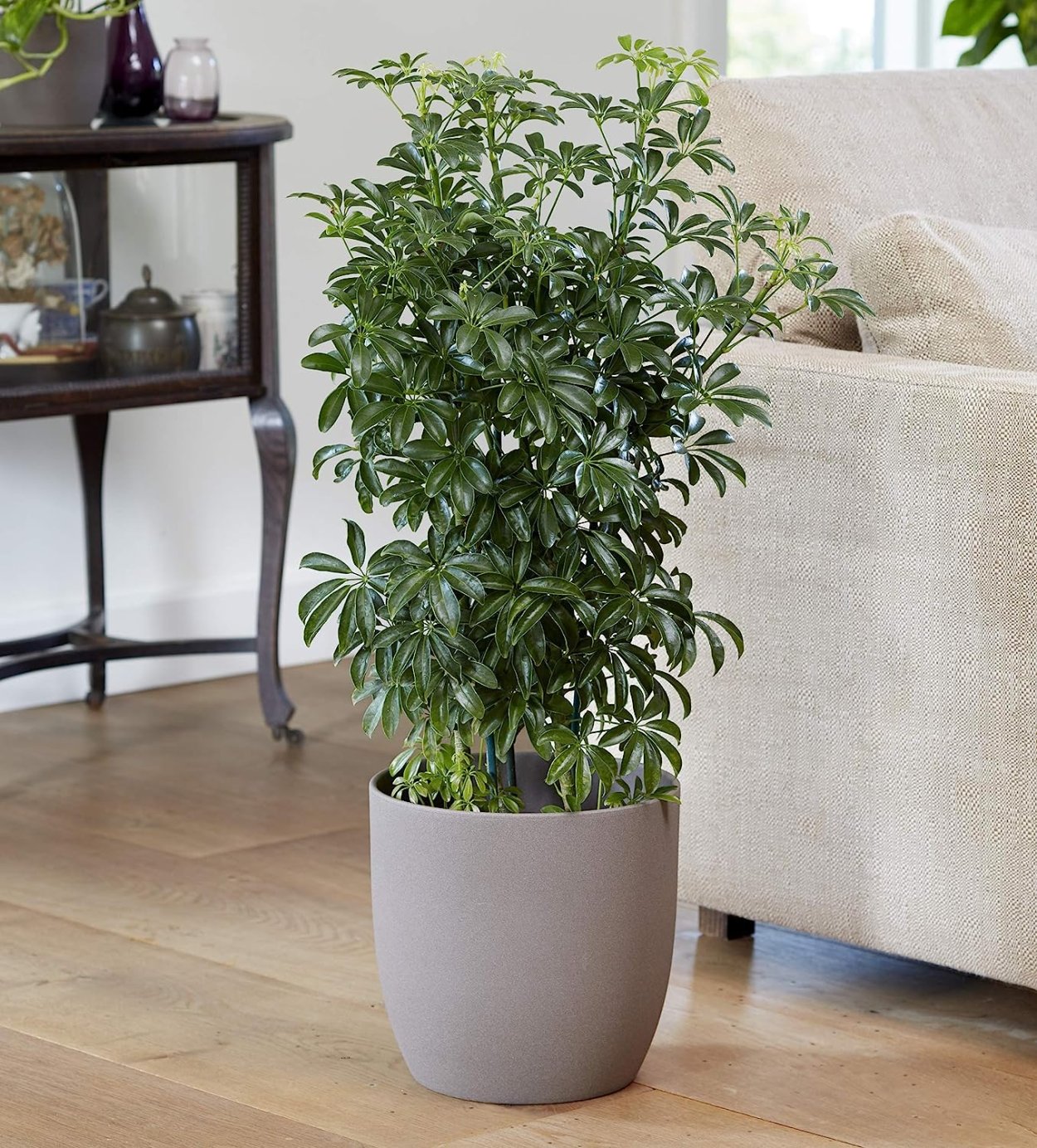 Шеффлера Лусиана